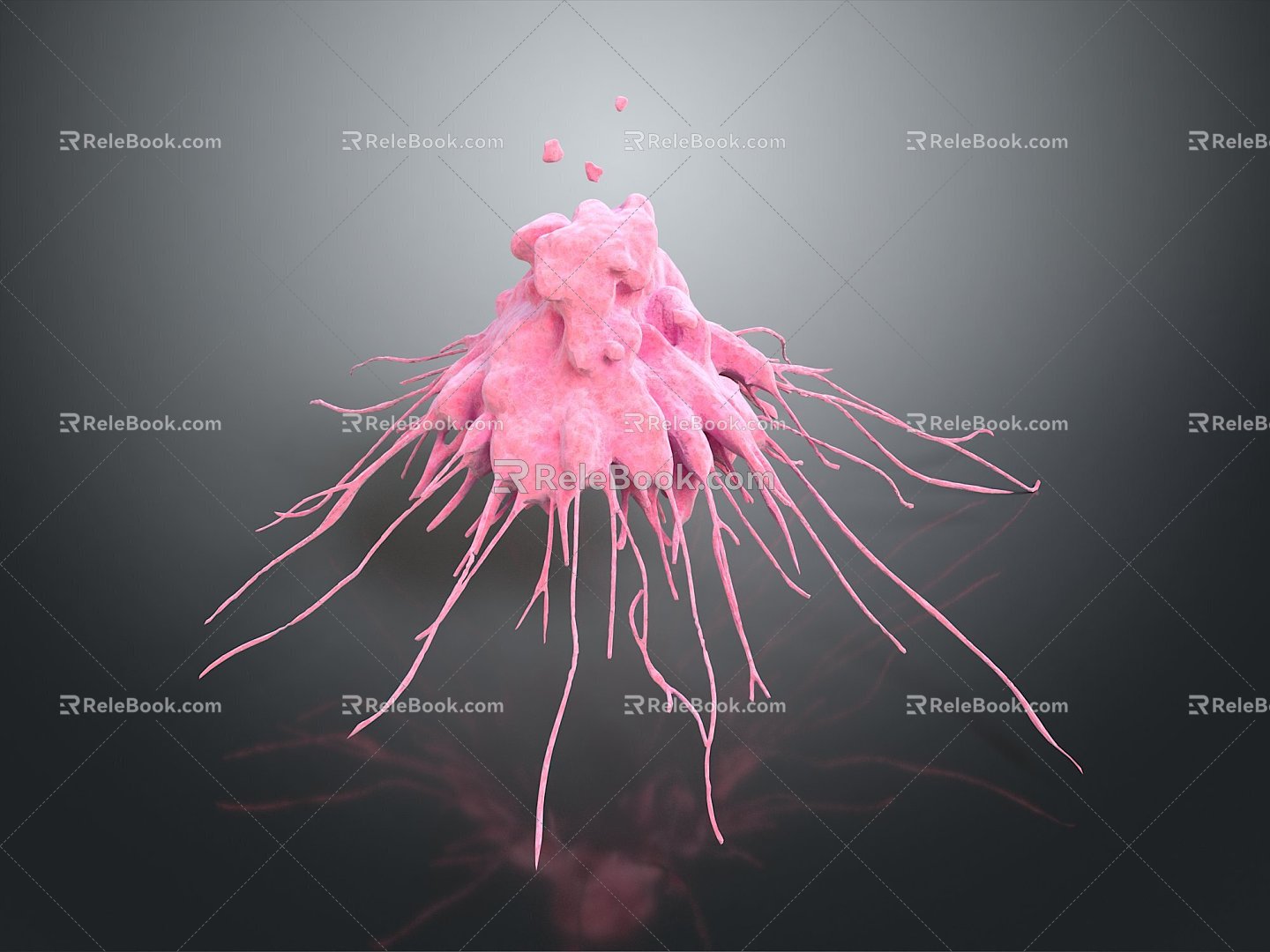 Eukaryotic cell cross section cell cell structure cell tissue anatomy organ human organ model 3d model