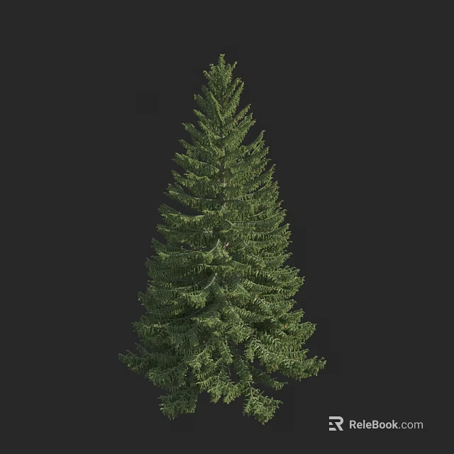 Tall Evergreen Coniferous Tree With Dense Green Foliage And Conical Crown 3d model 