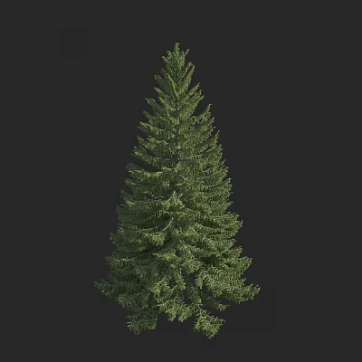 Tall Evergreen Coniferous Tree With Dense Green Foliage And Conical Crown 3d model