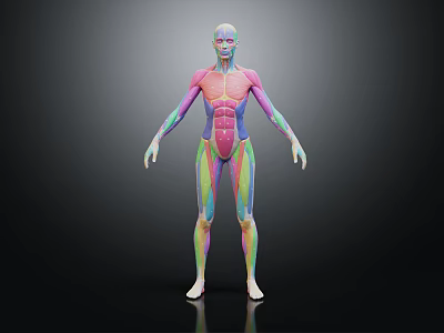 modern human male muscle male body human body muscle 3d model