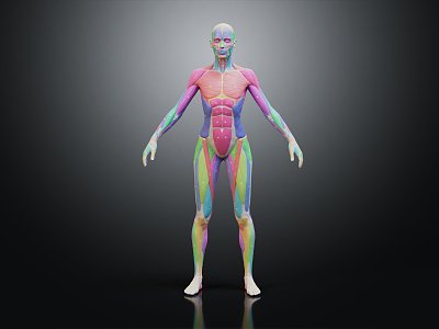 modern human male muscle male body human body muscle 3d model