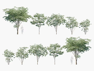 Arbor Trees in Various Sizes and Shapes for Landscape Design Applications 3d model