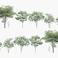 Arbor Trees in Various Sizes and Shapes for Landscape Design Applications 3d model
