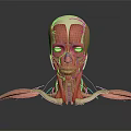 Professional 3D Medical Device Human Muscle Anatomical Teaching Model with Detailed Structure