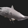 Silver Aquatic Fish With Streamlined Body Prominent Fins And Large Eyes