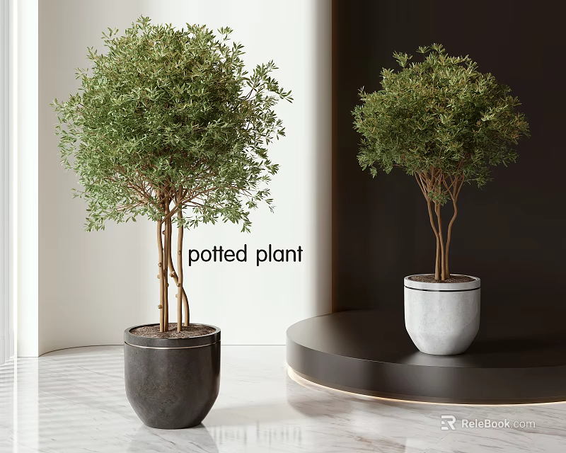 Modern Indoor Potted Plants With Green Foliage In Black And Concrete Pots On Round Table 3d model 