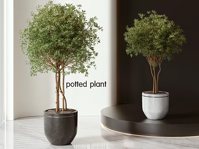 Modern Indoor Potted Plants With Green Foliage In Black And Concrete Pots On Round Table 3d model