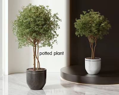 Modern Indoor Potted Plants With Green Foliage In Black And Concrete Pots On Round Table 3d model