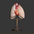 Detailed Human Lungs and Heart Anatomical Model with Metal Stand for Medical Education