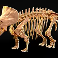 Tyrannosaurus dinosaur reptile skeleton Dinosaur fossil 3 3d model