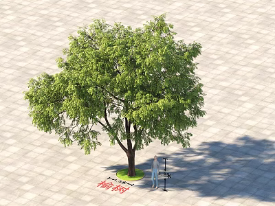 Arbor With Green Leaves Standing On Square Paved Ground With Person Measuring 3d model