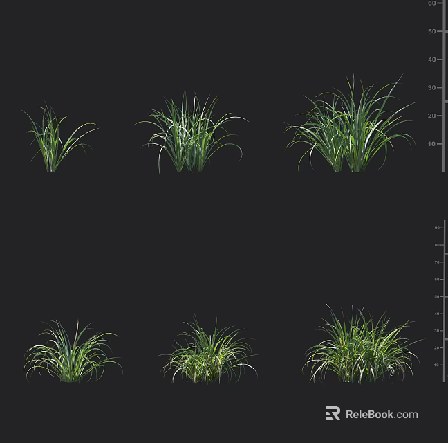 Lush Green Decorative Grass Plants In Various Forms For Garden 3d model