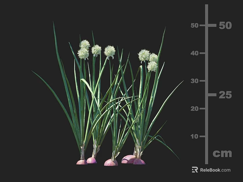 Crop Featuring Long Green Leaves White Flowers And Pink Roots At 25 Cm Height 3d model 