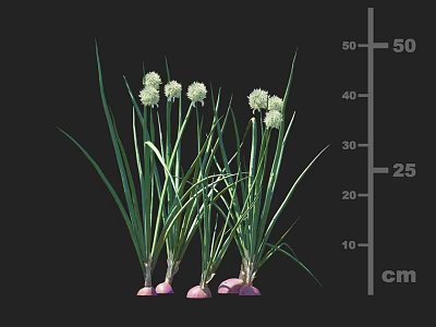 Crop Featuring Long Green Leaves White Flowers And Pink Roots At 25 Cm Height 3d model