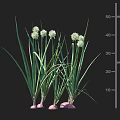 Crop Featuring Long Green Leaves White Flowers And Pink Roots At 25 Cm Height
