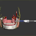 Anatomical Model of Human Head Organ with Teeth Gums Neural Fibers and Oral Tissues