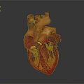 3D Rendered Human Heart Displaying Detailed Anatomical Structures For Medical Education