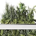 Various Tropical Green Potted Plants In White Rectangular Planter For Indoor Decoration