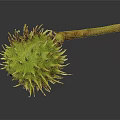 Close Up View Of Green Thorny Plant Fruit With Brown Stem On Dark Background