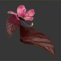 Vibrant Blooming Pink Flower With Red Leaves Against Dark Gray Background
