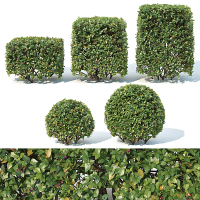 Shrubs 3d model