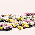 Vibrant Yellow Pink and White Flowers Blooming in Garden Floral