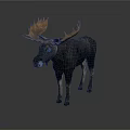 Moose With Large Antlers Standing On Grey Background Displaying Dark Body