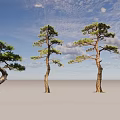Four Elegant Pine Trees With Curved Trunks And Green Canopies On Gray Backdrop