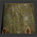 Natural Tree Stump with Cross Section Growth Rings and Green Moss on Dark Background