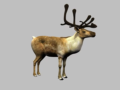 Realistic Reindeer With Large Antlers And Brown White Coat Standing On Gray Background 3d model
