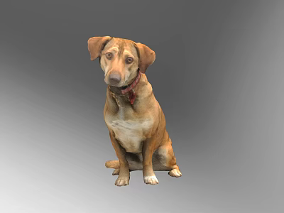 Brown Reptile Lizard Wearing Red Collar Sitting On Gray Gradient Background 3d model