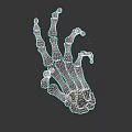 3D Model of Human Hand Bones Showing Anatomical Structure and Detailed Joints
