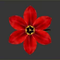 Vibrant Red Flower With Green Stem Leaves And Yellow Black Center On Gray Background