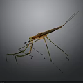 Praying Mantis With Orange Body Green Forelegs And Long Slender Legs Against Gray Gradient Background