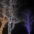 Decorative Lights on Trees at Night with Yellow Blue White Glow Illuminating Dark Ambiance