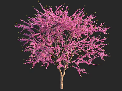 Elegant Ornamental Tree With Lush Pink Blossoms And Graceful Spreading Branches 3d model