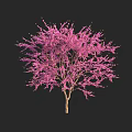 Elegant Ornamental Tree With Lush Pink Blossoms And Graceful Spreading Branches