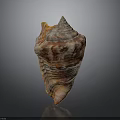 Shiny Conch Shell With Orange Brown Patterns On Dark Reflective Surface