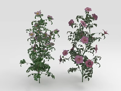 Fresh Vibrant Garden Plants With Purple Pink Flowers And Green Leaves 3d model