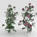 Fresh Vibrant Garden Plants With Purple Pink Flowers And Green Leaves