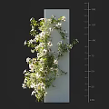 Green Vines With White Flowers Climbing On White Vertical Panel With Height Measurement Scale