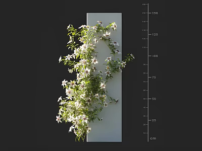 Green Vines With White Flowers Climbing On White Vertical Panel With Height Measurement Scale 3d model