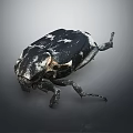 Black and white spotted beetle with detailed exoskeleton and extended legs isolated on gray background