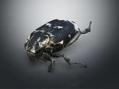 Black and white spotted beetle with detailed exoskeleton and extended legs isolated on gray background 3d model