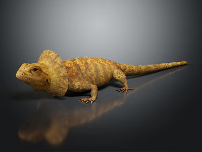 3D Rendered Frilled Neck Lizard with Brown Scales Standing on Dark Reflective Surface 3d model