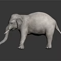 Gray Elephant With Ivory Tusks Standing On Dark Reflective Surface 3d model
