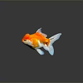 Colorful Orange And White Goldfish Swimming With Reflection On Gray Background