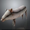 Cute Pink Piglet Standing On Gray Background With Smooth Skin And Adorable Posture
