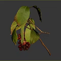 Plant Branches With Red Berries And Green Yellow Leaves On Gray Background