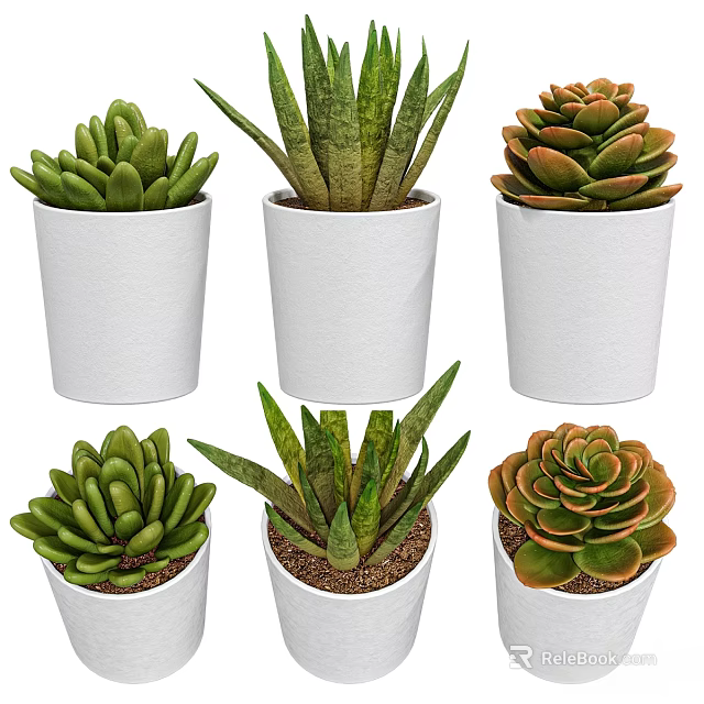 Decorative Succulent Plant Set With Various White Pots And Green Foliage 3d model 